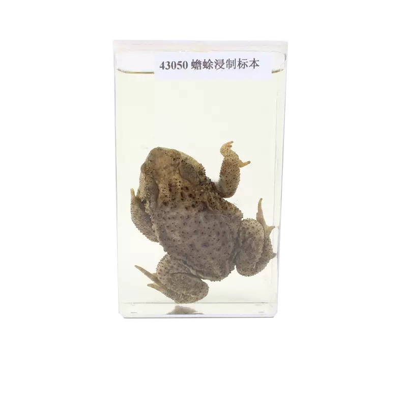 蟾蜍標(biāo)本