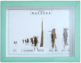蝗蟲生活史