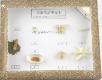 家蠶生活史