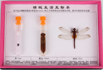 蜻蜓標本